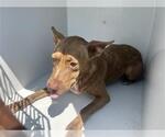 Small American Pit Bull Terrier Mix
