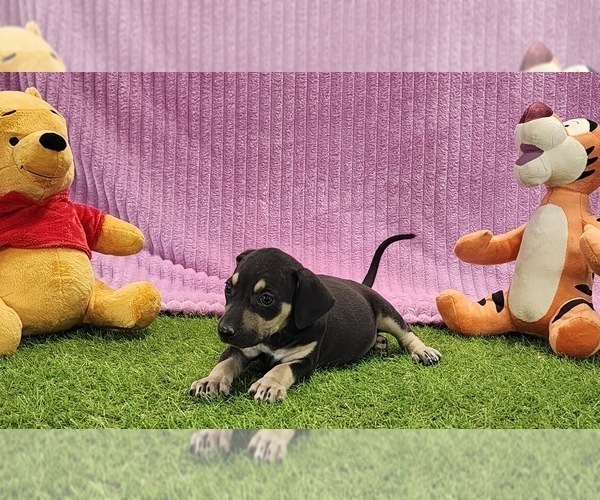 Medium Photo #15 Catahoula Leopard Dog Puppy For Sale in CUMBY, TX, USA