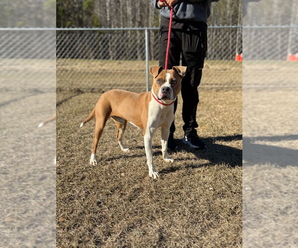 Medium Photo #11 Boxer-Unknown Mix Puppy For Sale in Canton, CT, USA