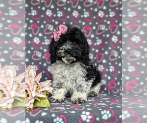 Cock-A-Poo Puppy for sale in NOTTINGHAM, PA, USA