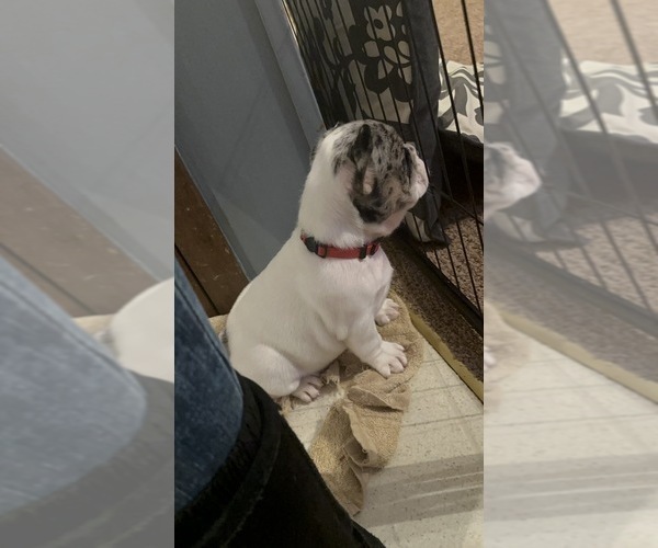 Medium Photo #15 French Bulldog Puppy For Sale in YORKTOWN, IN, USA