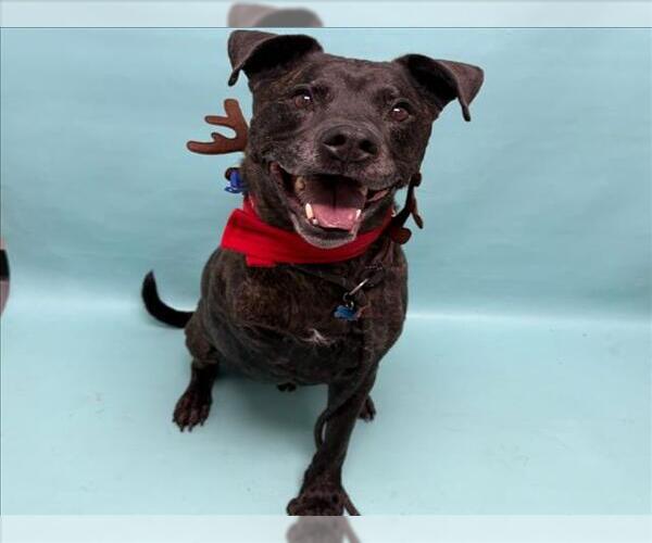 Medium Photo #1 Labrador Retriever-Unknown Mix Puppy For Sale in Fort Collins, CO, USA