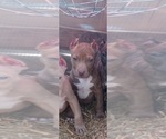 Small American Pit Bull Terrier