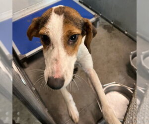 Treeing Walker Coonhound Dogs for adoption in Tavares, FL, USA