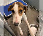 Small Treeing Walker Coonhound