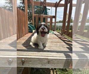 Cock-A-Poo Puppy for sale in LAKELAND, FL, USA