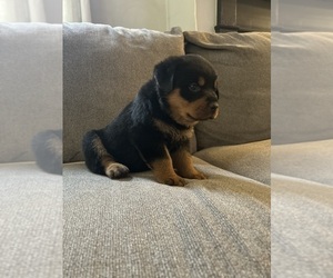 Rottweiler Puppy for Sale in CUMBERLAND, Maryland USA
