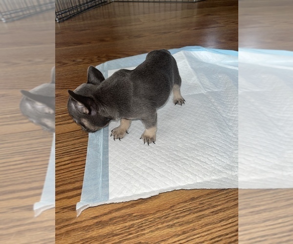 Medium Photo #15 French Bulldog Puppy For Sale in FAYETTEVILLE, NC, USA