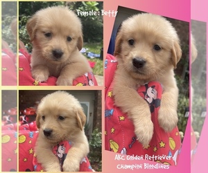 Golden Retriever Puppy for sale in SUGAR LAND, TX, USA