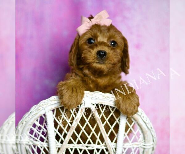 Medium Photo #2 Cavapoo (Miniature) Puppy For Sale in WARSAW, IN, USA