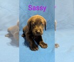 Puppy Sassy RESERVED Labrador Retriever