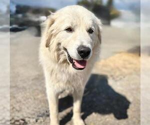 Great Pyrenees Dogs for adoption in Petaluma, CA, USA