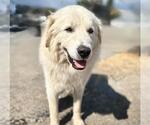 Small Great Pyrenees