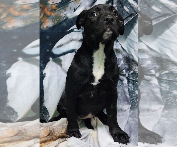 Medium Photo #2 American Pit Bull Terrier-Unknown Mix Puppy For Sale in Wetumpka, AL, USA