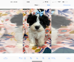 Maltese-Poodle (Toy) Mix Puppy for sale in SARASOTA, FL, USA
