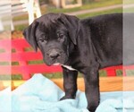 Small Photo #2 Cane Corso-Labrador Retriever Mix Puppy For Sale in CHARLOTT HALL, MD, USA