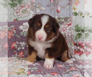 Miniature Australian Shepherd Puppy for sale in HARRISON, OH, USA