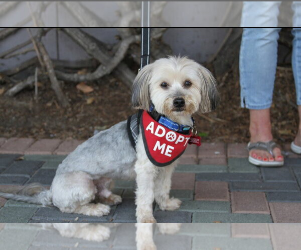 Medium Photo #8 Maltese-Unknown Mix Puppy For Sale in Mission Viejo, CA, USA
