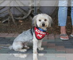 Small #7 Maltese Mix