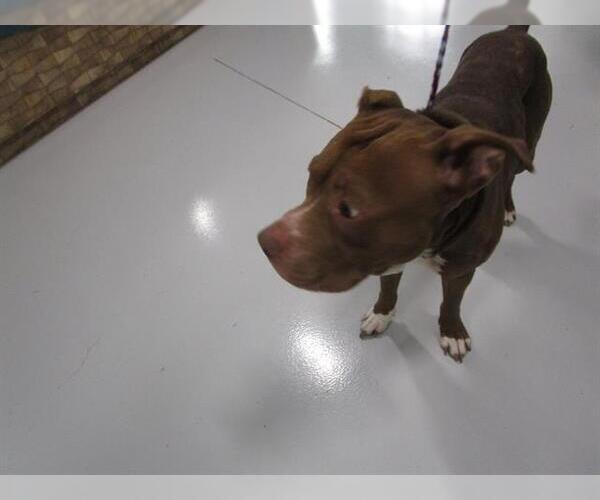 Medium Photo #1 American Pit Bull Terrier-Unknown Mix Puppy For Sale in Temple, TX, USA