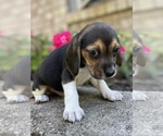 Small #2 Beagle