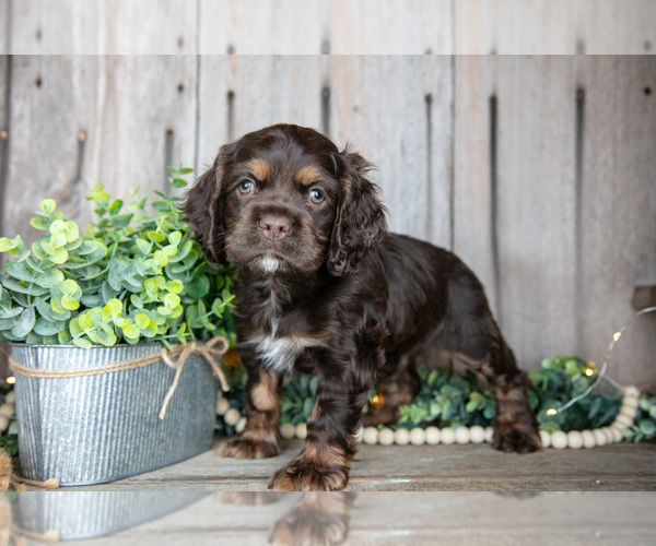 Medium Photo #1 Cocker Spaniel Puppy For Sale in BALTIC, OH, USA