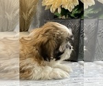 Small #5 Shih Tzu
