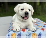 Small Photo #3 Labrador Retriever Puppy For Sale in MOUNT AIRY, MD, USA