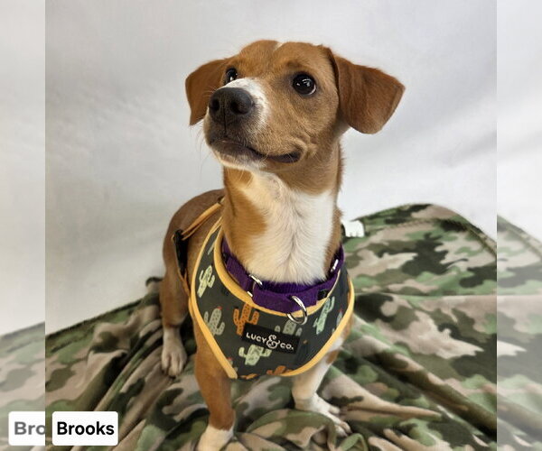 Medium Photo #6 Jack-A-Bee Puppy For Sale in Princeton, MN, USA