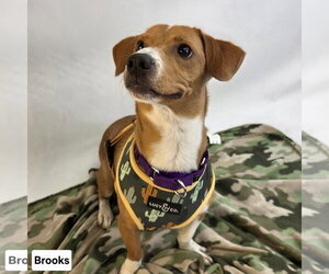 Brooks - Male Jack-A-Bee Dog for Adoption - Photo #6