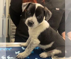 Mutt Dogs for adoption in Chico, CA, USA