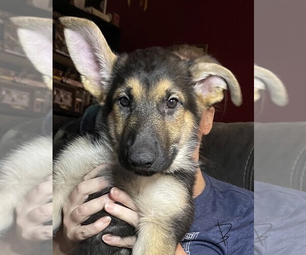 Medium Photo #7 German Shepherd Dog Puppy For Sale in SACRAMENTO, CA, USA