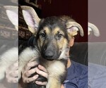 Small #6 German Shepherd Dog