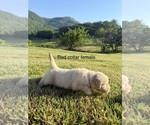 Small #2 Golden Retriever
