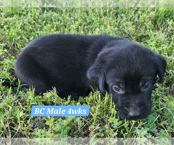 Medium Photo #24 Labrador Retriever Puppy For Sale in EDGEWOOD, TX, USA