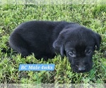 Small Photo #24 Labrador Retriever Puppy For Sale in EDGEWOOD, TX, USA