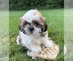 Small #3 Shih Tzu