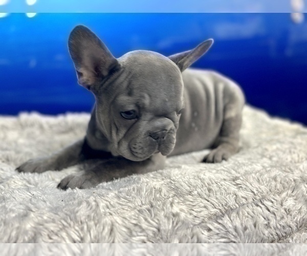 Medium Photo #6 French Bulldog Puppy For Sale in NEWPORT BEACH, CA, USA