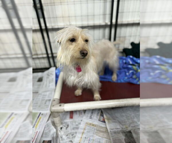 Medium Photo #4 Cairn Terrier-Dachshund Mix Puppy For Sale in Mukwonago, WI, USA