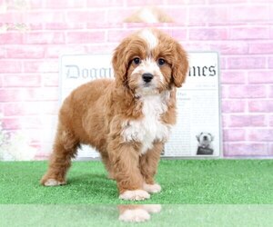Cavalier King Charles Spaniel-Poodle (Toy) Mix Puppy for sale in BEL AIR, MD, USA
