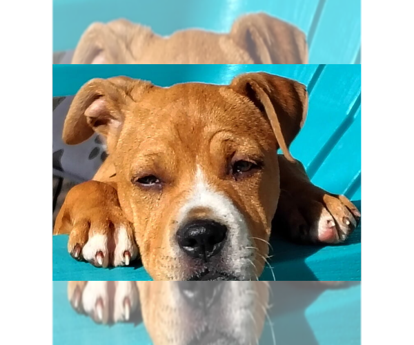 Medium Photo #26 American Staffordshire Terrier-Labrador Retriever Mix Puppy For Sale in Brewster, NY, USA