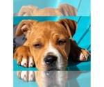 Small #25 American Staffordshire Terrier-Labrador Retriever Mix