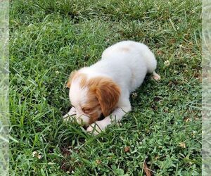 Spanish Pointer Puppy for sale in CATALPA, VA, USA