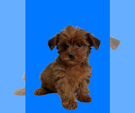 Small #3 Yorkipoo