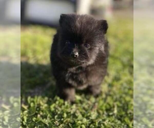 Medium Photo #3 Pomeranian Puppy For Sale in PALM BEACH, FL, USA