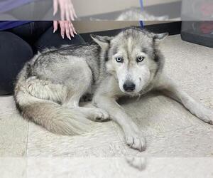 Siberian Husky Dogs for adoption in Conroe, TX, USA