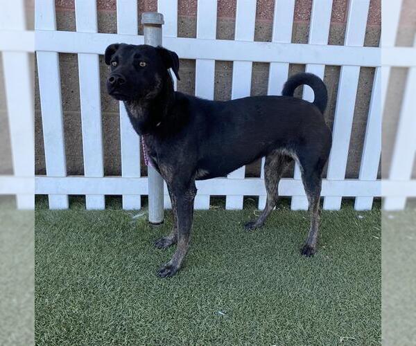 Medium Photo #1 Staffordshire Bull Terrier-Unknown Mix Puppy For Sale in Modesto, CA, USA