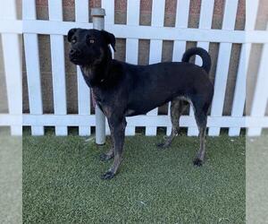 Staffordshire Bull Terrier-Unknown Mix Dogs for adoption in Modesto, CA, USA