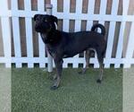 Small Staffordshire Bull Terrier Mix