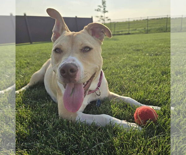 Medium Photo #30 American Pit Bull Terrier-Unknown Mix Puppy For Sale in Fargo, ND, USA